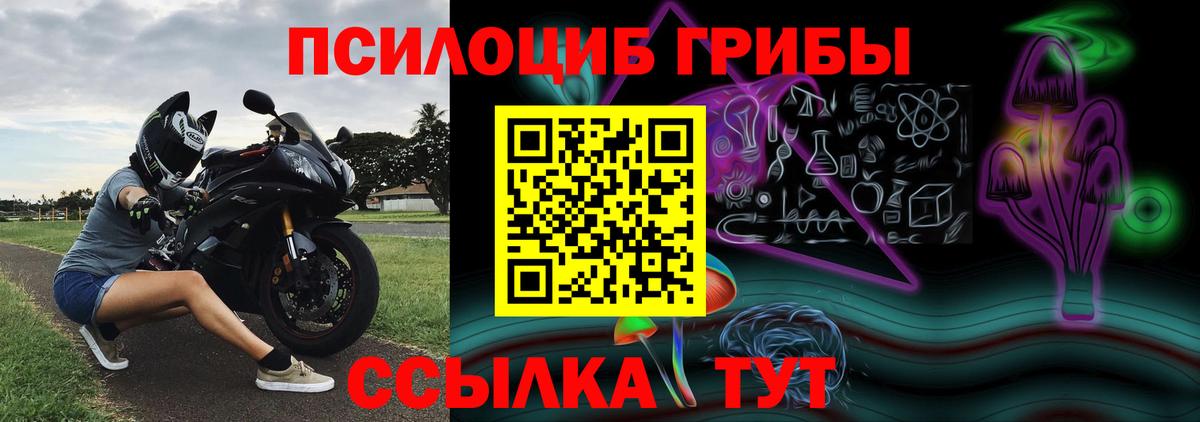 Псилоцибиновые грибы Psilocybe Карачаевск